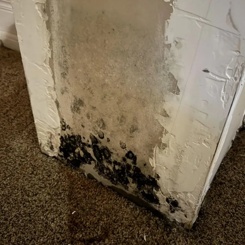 Professional Mold Removal in Boerne, TX
